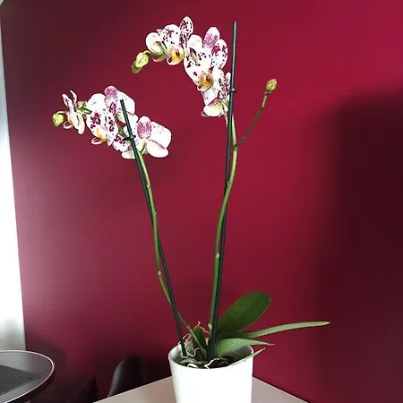 מלון דירות Seeblick Mit Anbindung An Ein 4-sterne-hotel 4*