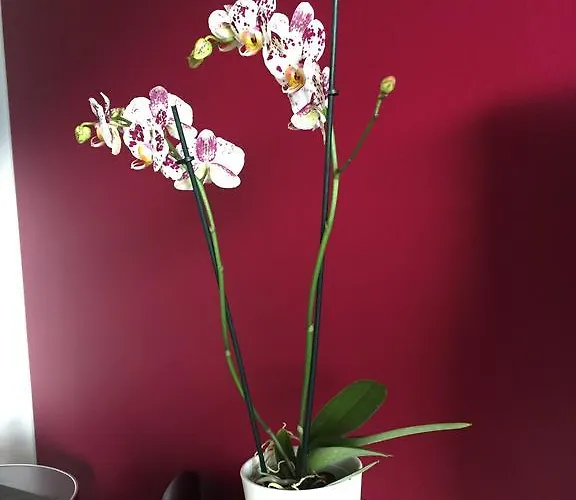 Appart hôtel Seeblick Mit Anbindung An Ein 4-sterne-hotel 4*